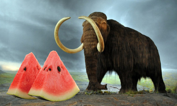 Có 1 loại quả xuất hiện trước cả khi voi ma mút tuyệt chủng, ngày nay lại có mặt trong vô vàn bữa tiệc - Ảnh 1.