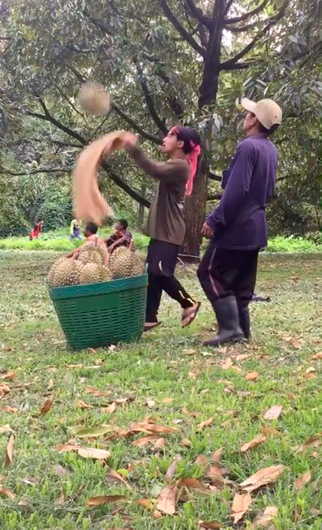 Sốc trước cảnh người Thái Lan thu hoạch sầu riêng từ cây cao, dân mạng xem clip ai cũng toát mồ hôi hột vì sợ - Ảnh 5.