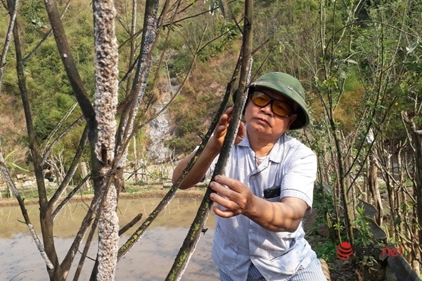 Thu nhập trăm triệu mỗi năm, người dân miền biên xứ Thanh đổi đời nhờ loại côn trùng bé xíu - Ảnh 6.