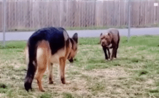 Chó Béc-giê đối đầu chó Pit bull, điều bất ngờ xảy ra phút cuối!