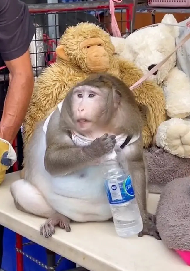 Đời thăng trầm của chú khỉ béo tròn như quả bóng ở chợ Bangkok - Ảnh 2.