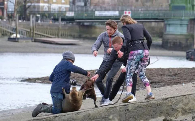 Cái chết của chú hải cẩu 9 tháng tuổi khiến nước Anh thương tiếc: Bị chó dữ nhà giàu tấn công dữ dội tạo nên cảnh hiện trường đẫm máu - Ảnh 3.