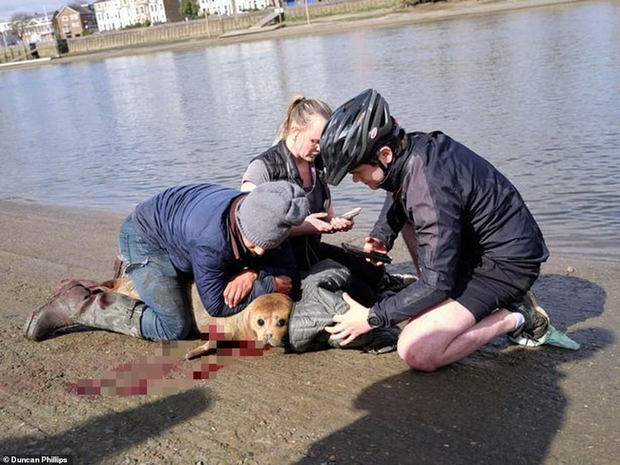 Cái chết của chú hải cẩu 9 tháng tuổi khiến nước Anh thương tiếc: Bị chó dữ nhà giàu tấn công dữ dội tạo nên cảnh hiện trường đẫm máu - Ảnh 4.