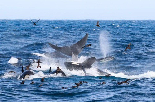 Ngoạn mục cảnh cá voi xanh 16m bị 70 cá voi sát thủ truy sát và hủy diệt - Ảnh 1.