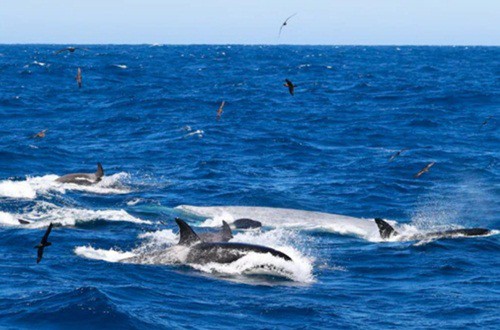 Ngoạn mục cảnh cá voi xanh 16m bị 70 cá voi sát thủ truy sát và hủy diệt - Ảnh 2.