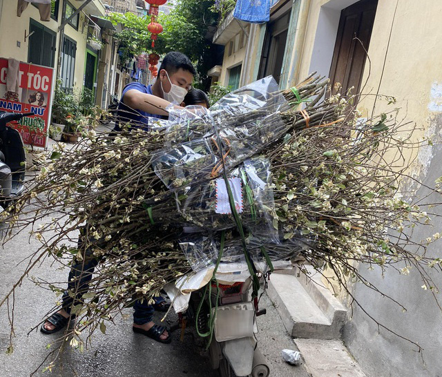 Hoa táo mèo rầm rập chạy từ vùng núi Tây Bắc xuống Hà Nội bán không kịp trở tay - Ảnh 2.