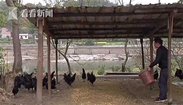 Mua 300 con gà mái giống trên nền tảng Taobao, sau thời gian nuôi người chủ nhận được một đàn gà trống - Ảnh 1.