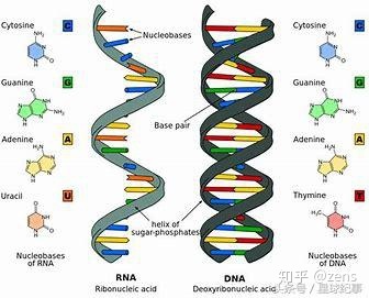 Con người có thể đạt được cuộc sống vĩnh hằng không? - Ảnh 5.