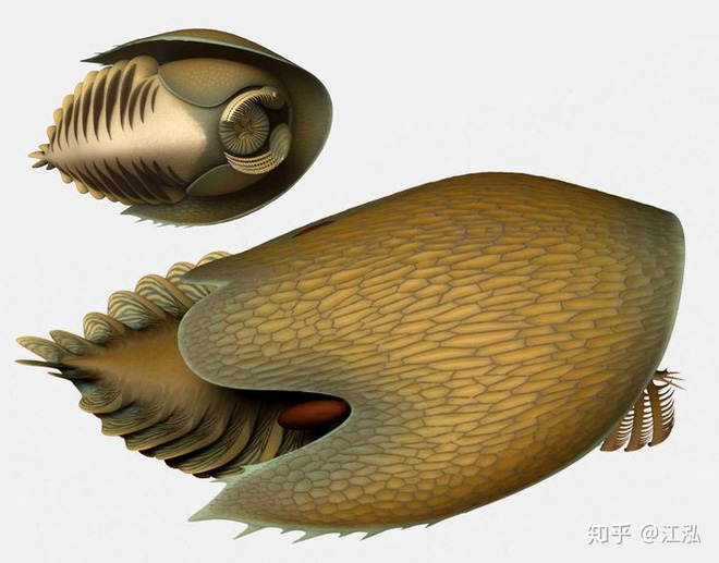 Phát hiện loài quái vật khổng lồ hơn 500 triệu năm tuổi có thân hình giống như một con tàu vũ trụ - Ảnh 5.
