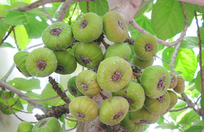 Sự thật về loại quả nhìn như sung khổng lồ, ăn lúc đói là say ngất ngây nhưng rất nhiều người mê - Ảnh 3. Sự thật về loại quả nhìn như sung khổng lồ, ăn lúc đói là say ngất ngây nhưng rất nhiều người mê - Ảnh 3.