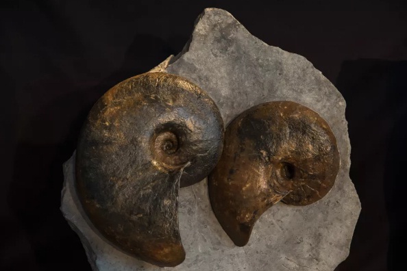 Mary Anning: Người phụ nữ đầu tiên làm nhà cổ sinh vật học - Kỳ 1 - Ảnh 5. Mary Anning: Người phụ nữ đầu tiên làm nhà cổ sinh vật học - Kỳ 1 - Ảnh 5.