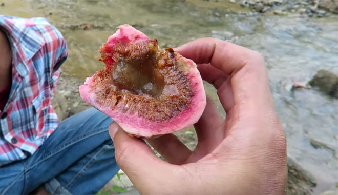 Sự thật về loại quả nhìn như sung khổng lồ, ăn lúc đói là say ngất ngây nhưng rất nhiều người mê - Ảnh 4. Sự thật về loại quả nhìn như sung khổng lồ, ăn lúc đói là say ngất ngây nhưng rất nhiều người mê - Ảnh 4.