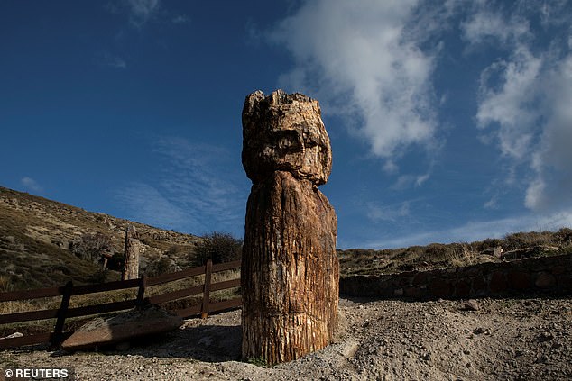 Phát hiện kinh ngạc cây hóa thạch 20 triệu năm tuổi còn nguyên cả cành, rễ - Ảnh 4. Phát hiện kinh ngạc cây hóa thạch 20 triệu năm tuổi còn nguyên cả cành, rễ - Ảnh 4.
