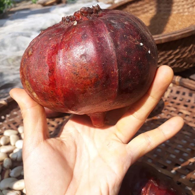 Sự thật về loại quả nhìn như sung khổng lồ, ăn lúc đói là say ngất ngây nhưng rất nhiều người mê - Ảnh 5. Sự thật về loại quả nhìn như sung khổng lồ, ăn lúc đói là say ngất ngây nhưng rất nhiều người mê - Ảnh 5.