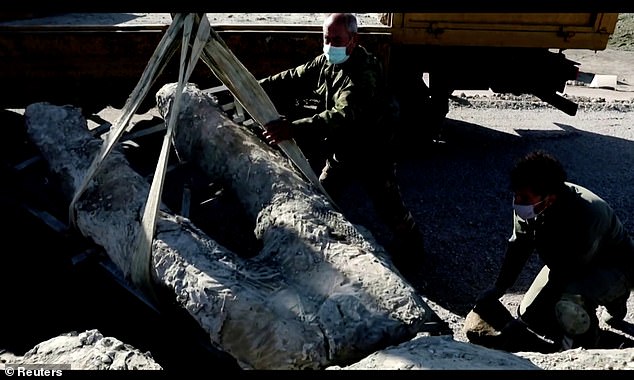 Phát hiện kinh ngạc cây hóa thạch 20 triệu năm tuổi còn nguyên cả cành, rễ - Ảnh 5. Phát hiện kinh ngạc cây hóa thạch 20 triệu năm tuổi còn nguyên cả cành, rễ - Ảnh 5.