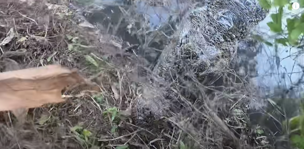 Nh&oacute;m thanh ni&ecirc;n Hải Ph&ograve;ng g&acirc;y phẫn nộ khi đăng clip ngược đ&atilde;i động vật, sơn trắng c&aacute; sấu th&agrave;nh bạch tạng tiền tỷ để troll cho vui - Ảnh 6.