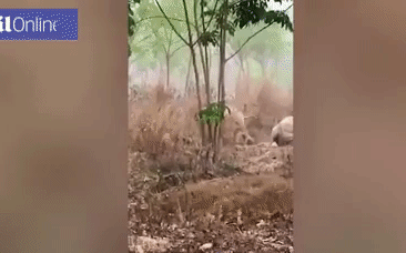 Voi con hung hăng rượt đuổi mọi người, lý do đằng sau hành động lạ lùng này khiến bao người xúc động