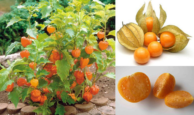 3 loại quả ở Việt Nam mọc dại đầy đường, sang nước ngoài thành của ngon vật lạ bán trong siêu thị gần 1 triệu đồng/kg - Ảnh 6.