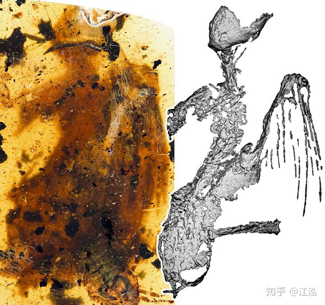Phát hiện ra loài bọ nguyên thủy dám ăn cả lông của khủng long - Ảnh 2.