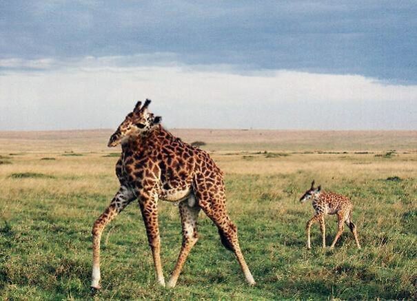 Điều g&igrave; sẽ xảy ra khi động vật kh&ocirc;ng c&oacute;... cổ? - Ảnh 1.