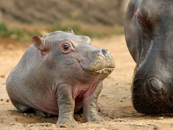 Điều g&igrave; sẽ xảy ra khi động vật kh&ocirc;ng c&oacute;... cổ? - Ảnh 2.