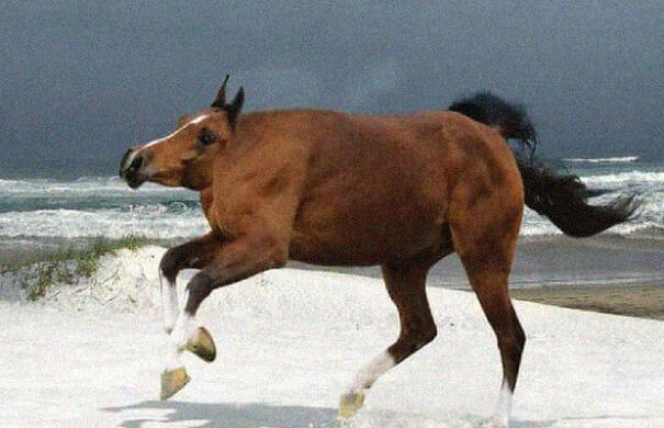 Điều g&igrave; sẽ xảy ra khi động vật kh&ocirc;ng c&oacute;... cổ? - Ảnh 4.