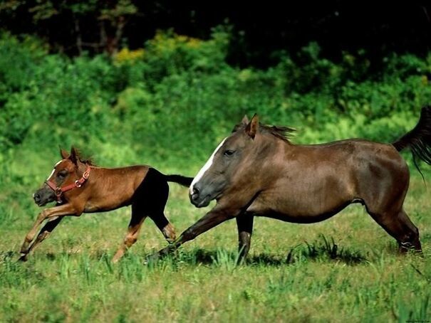 Điều g&igrave; sẽ xảy ra khi động vật kh&ocirc;ng c&oacute;... cổ? - Ảnh 8.