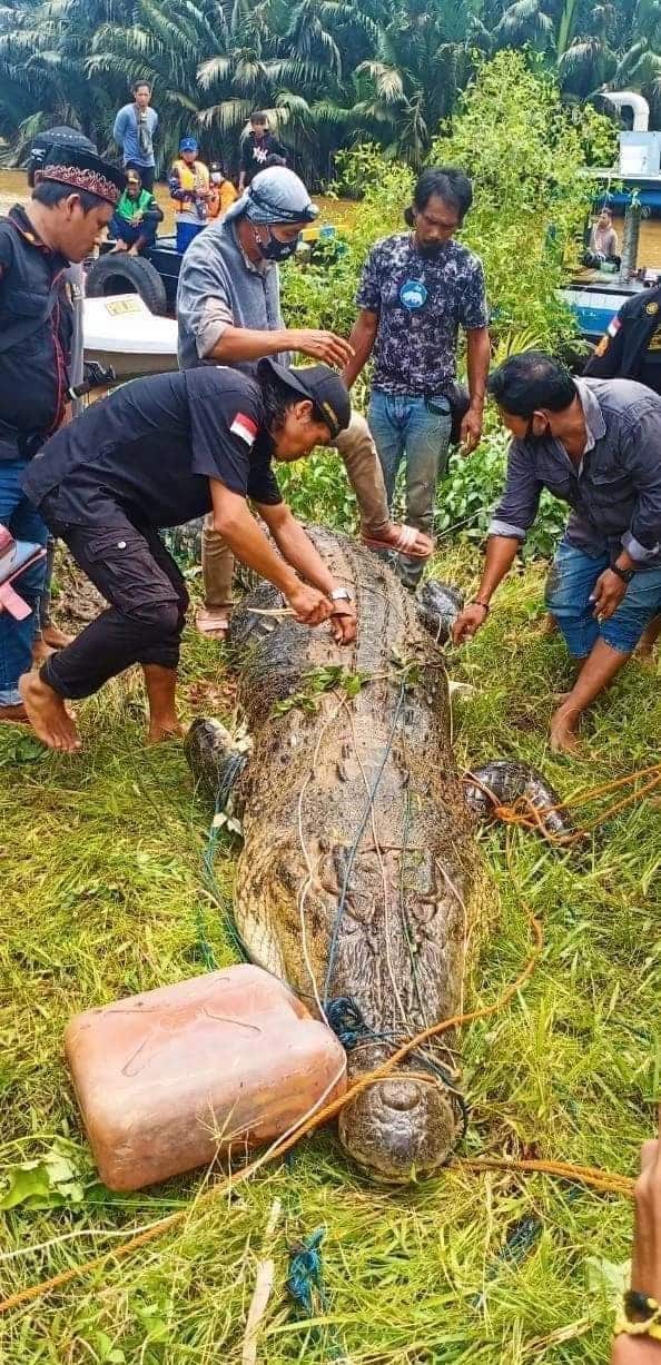 Indonesia: Mổ bụng cá sấu khổng lồ 8m, thấy cảnh tượng đau lòng - Ảnh 1.