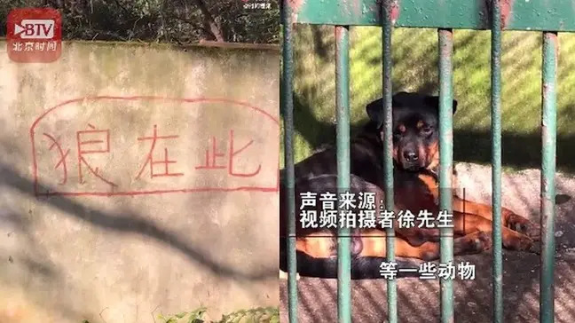 Sở thú Trung Quốc bị chỉ trích vì nhốt chó vào chuồng rồi bảo khách đấy là sói - Ảnh 2.