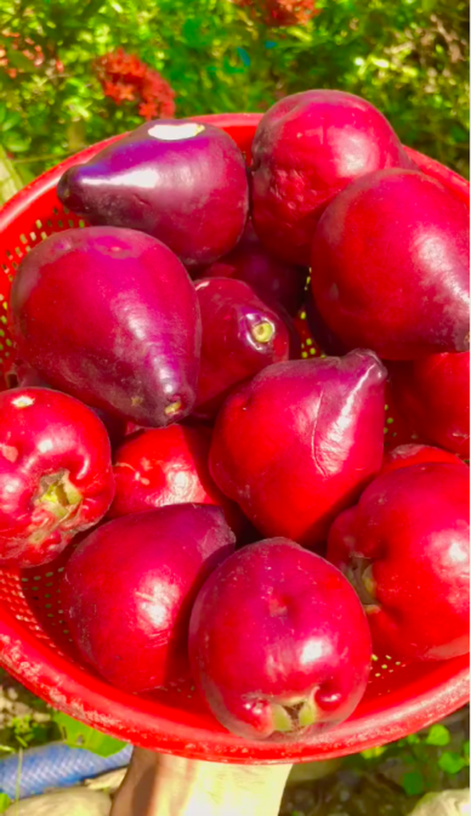 Việt Nam có loại quả lạ khiến ai cũng nhầm lẫn khi lần đầu nhìn thấy, giờ hiếm người trồng nên rất khó ăn được - Ảnh 2.