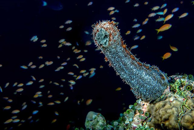 Sự thật đáng kinh ngạc về các sinh vật dưới biển sâu - Ảnh 14.
