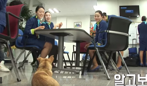 Chú chó mê gái khét tiếng ở sân bay Hàn Quốc: Thấy tiếp viên nữ là sấn sổ bổ nhào, gặp tiếp viên nam thì thờ ơ tránh né - Ảnh 5.