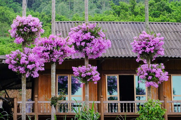 Cận cảnh vườn lan tím tuyệt đẹp treo trên hàng cây cau khiến ai cũng phải trầm trồ thích thú - Ảnh 1.