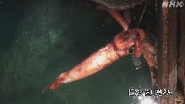 Video: Mực khổng lồ dài 4m nổi trên mặt nước gây kinh ngạc - Ảnh 2.