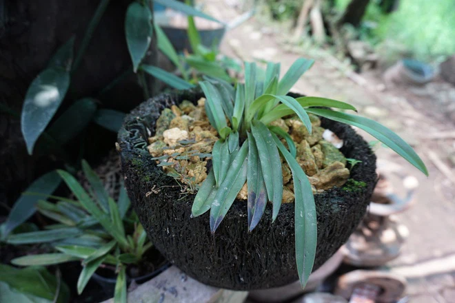 Vua lan nói về lan đột biến: Việt Nam lặp lại những chuyện tưởng như hoang đường ở Trung Quốc 20 năm trước  - Ảnh 4.
