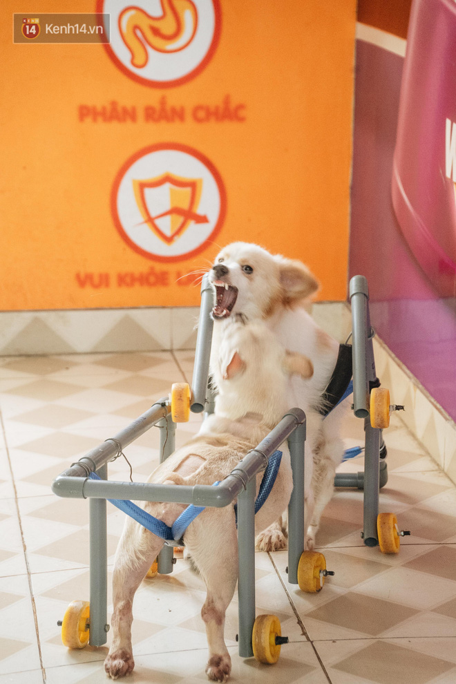 Bên trong phòng khám chữa bệnh, châm cứu miễn phí cho chó mèo ở Hà Nội: Ngoan, bà thương... - Ảnh 14.