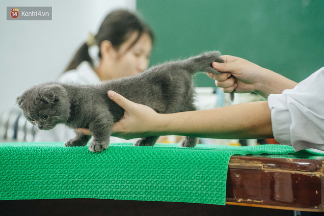 Bên trong phòng khám chữa bệnh, châm cứu miễn phí cho chó mèo ở Hà Nội: Ngoan, bà thương... - Ảnh 15.