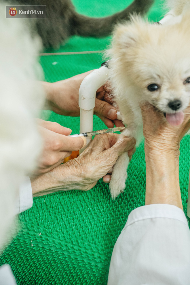 Bên trong phòng khám chữa bệnh, châm cứu miễn phí cho chó mèo ở Hà Nội: Ngoan, bà thương... - Ảnh 16.
