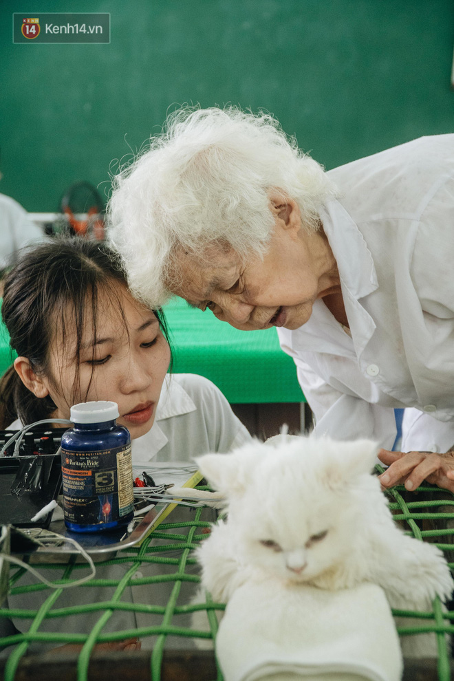 Bên trong phòng khám chữa bệnh, châm cứu miễn phí cho chó mèo ở Hà Nội: Ngoan, bà thương... - Ảnh 27.