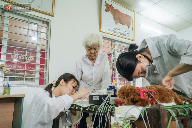 Bên trong phòng khám chữa bệnh, châm cứu miễn phí cho chó mèo ở Hà Nội: Ngoan, bà thương... - Ảnh 28.