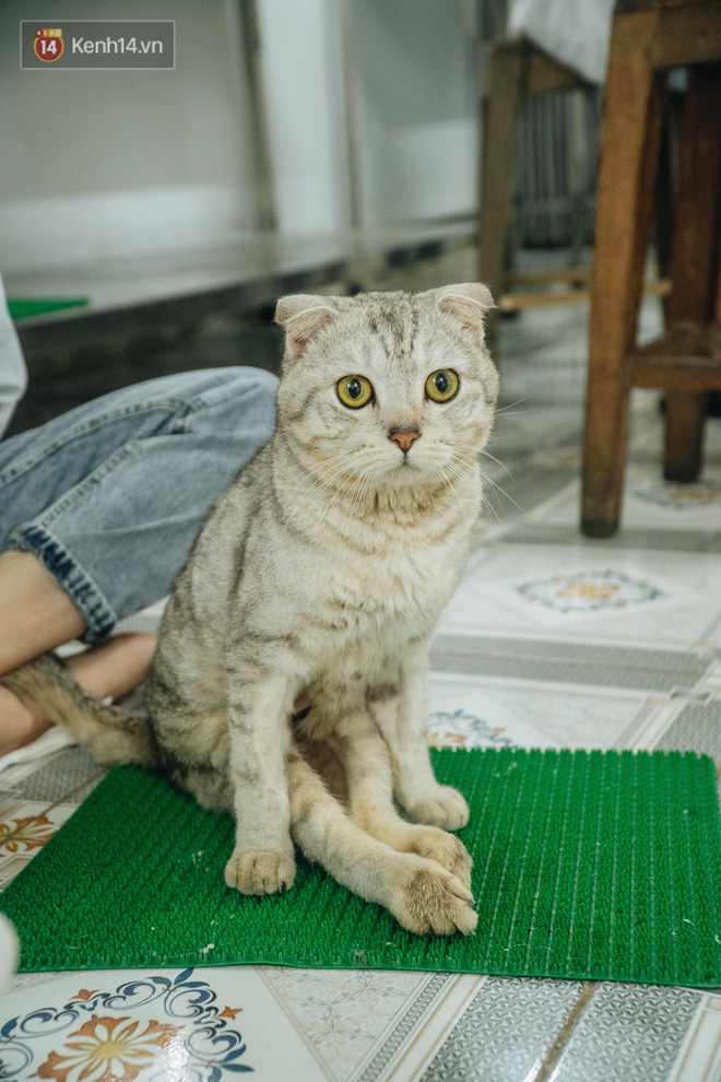 Bên trong phòng khám chữa bệnh, châm cứu miễn phí cho chó mèo ở Hà Nội: Ngoan, bà thương... - Ảnh 33.