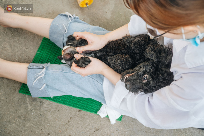 Bên trong phòng khám chữa bệnh, châm cứu miễn phí cho chó mèo ở Hà Nội: Ngoan, bà thương... - Ảnh 34.