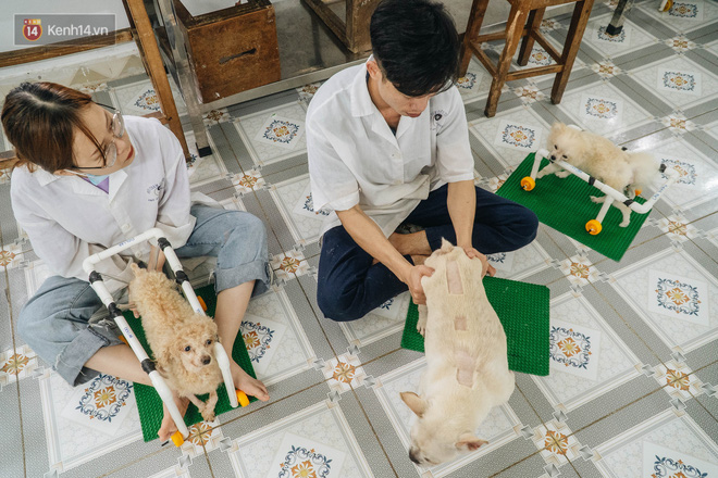 Bên trong phòng khám chữa bệnh, châm cứu miễn phí cho chó mèo ở Hà Nội: Ngoan, bà thương... - Ảnh 8.