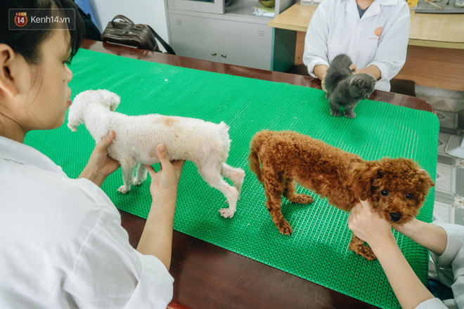 Bên trong phòng khám chữa bệnh, châm cứu miễn phí cho chó mèo ở Hà Nội: Ngoan, bà thương... - Ảnh 9.