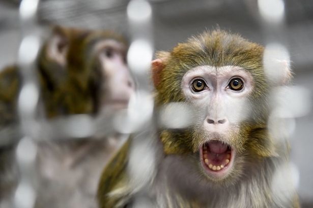 Sốc: Thí nghiệm phôi lai giữa người và khỉ gây chấn động giới khoa học - Ảnh 1.