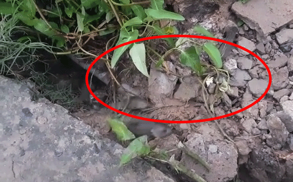 Clip cá tự nhảy lên bờ chờ bắt: Nhìn như tua ngược nhưng dân tình chỉ ra đó hoàn toàn là sự thật vì lý do này