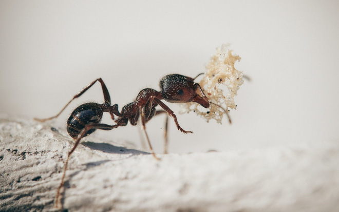 Nghiên cứu: Cách ly xã hội ảnh hưởng đến loài kiến cũng giống như cách con người khi bị cô lập - Ảnh 1.