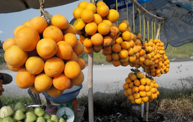 Cô gái khoe một loại cây mọc hoang sau vườn nhưng cho quả trĩu cả cành, dân thành thị nhìn vào còn lâu mới biết tên - Ảnh 5.