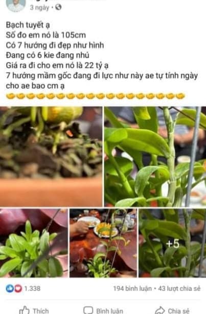 “Trái đắng” lan đột biến - Ảnh 1.