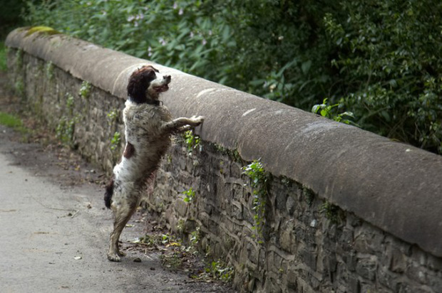 Giải mã cây cầu kỳ quái khiến hàng trăm con chó đi qua đều muốn tự tử - Ảnh 5.